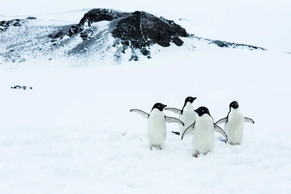 Prachtig landschap en landschap in Antarctica — Stockfoto