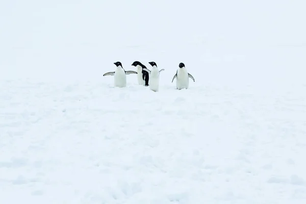 南極の美しい風景と風景 — ストック写真