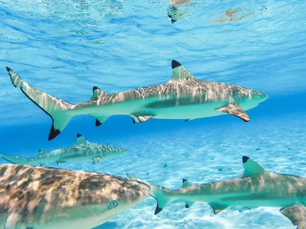 Sharks Arraias Bora Bora Island French Polynesia Snorkeling Island Paradise — Stock Photo, Image