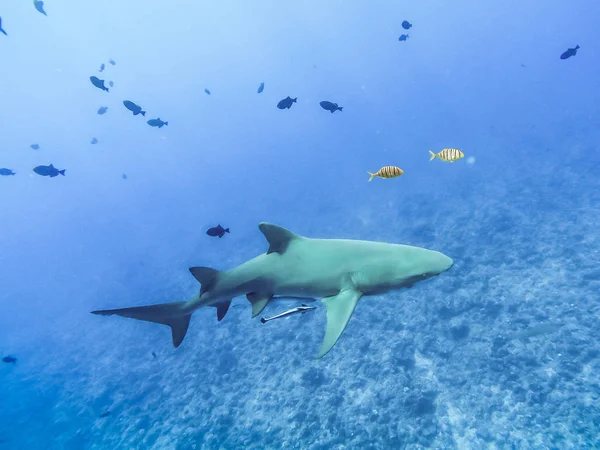 Sharks Swimming Bora Bora Island French Polynesia Snorkeling Island Paradise — Stock Photo, Image