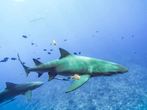 Bu ada cenneti ve turkuaz mavi su dalış sırasında Fransız Polinezyası Bora Bora Adası Yüzme köpekbalıkları. Pasifik Okyanusu.
