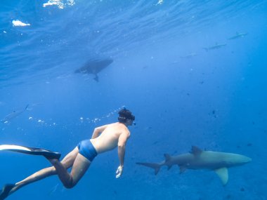 Bu ada cenneti ve turkuaz mavi su dalış sırasında Fransız Polinezyası Bora Bora Adası Yüzme köpekbalıkları.