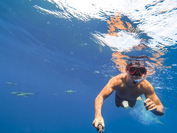 Cápák Úszás Közben Búvárkodás Paradicsomi Sziget Türkiz Kék Víz Bora — Stock Fotó