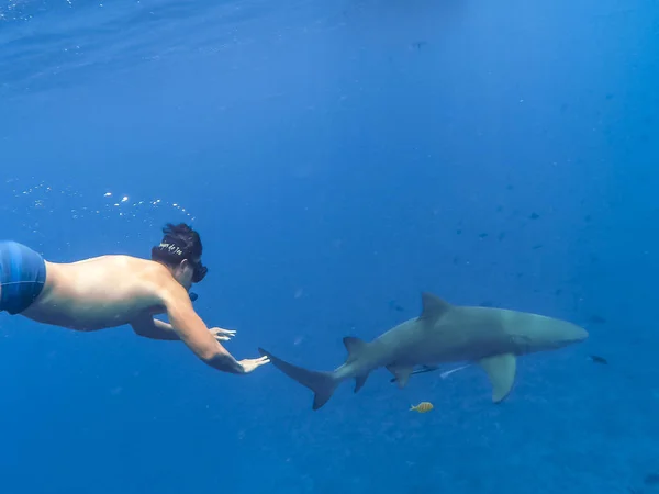 Sharks swimming in Bora Bora Island in French Polynesia during s — Stock Photo, Image