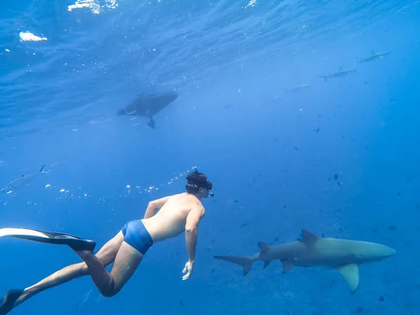 Sharks Swimming Bora Bora Island French Polynesia Snorkeling Island Paradise — Stock Photo, Image