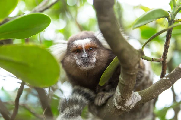 Ουρλάζων μαϊμού και ΣΚΙΟΥΡΟΠΙΘΗΚΟΣ. — Φωτογραφία Αρχείου