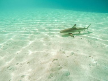 Ayağa kalkıp kürek Bora Bora Adası, Fransız Polinezyası.