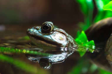 Bullfrog, Rana Lithobates  catesbeiana in water. clipart