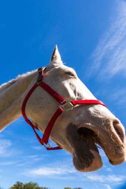 Güzel beyaz at haras içinde.