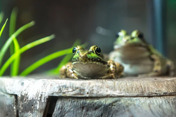 Bullfrog Rana Lithobates Catesbeiana Water Américain — Photo