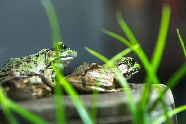 Bullfrog Rana Lithobates Catesbeiana Water Américain — Photo