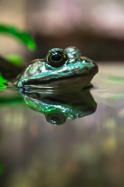 Lithobates 牛蛙在水中 — 图库照片