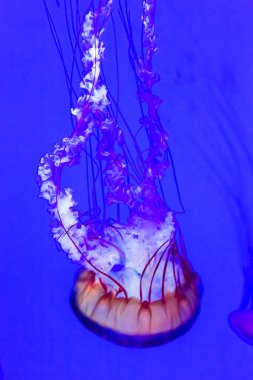 Jellyfish, Pacific sea nettle Chrysaora fuscescens. clipart