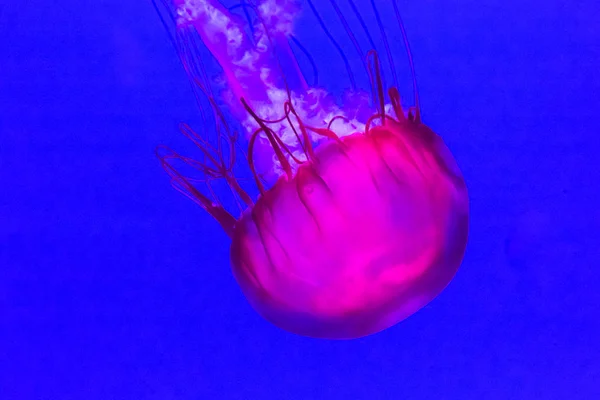 Jellyfish Pacific Sea Nettle Chrysaora Fuscescens — Stock Photo, Image