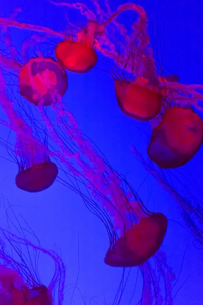Medusas Ortiga Del Pacífico Chrysaora Fuscescens —  Fotos de Stock