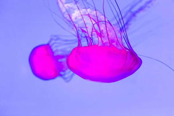 Medusa Urtiga Pacífico Chrysaora Fuscescens — Fotografia de Stock