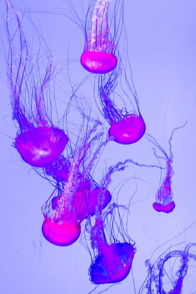 Jellyfish Pacific Sea Nettle Chrysaora Fuscescens — Stock Photo, Image