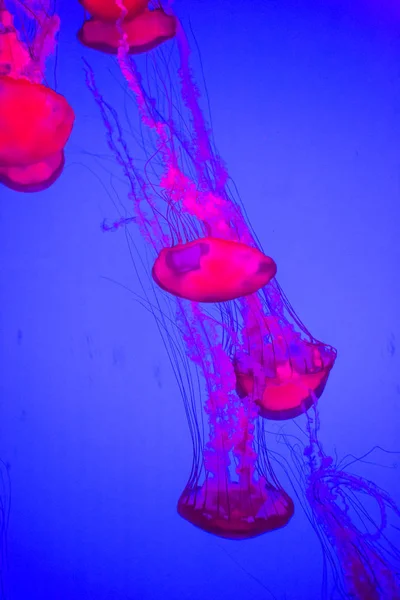 Jellyfish Pacific Sea Nettle Chrysaora Fuscescens — Stock Photo, Image
