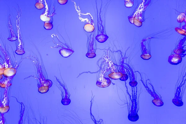 Jellyfish Pacific Sea Nettle Chrysaora Fuscescens — Stock Photo, Image