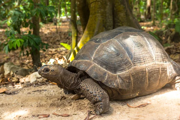 Olbrzymie żółwie w Seszele. Zwierzęta. — Zdjęcie stockowe