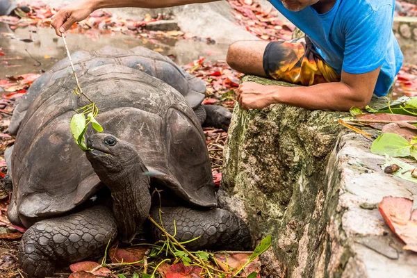 Tortugas Gigantes Isla Seychelles — Foto de Stock