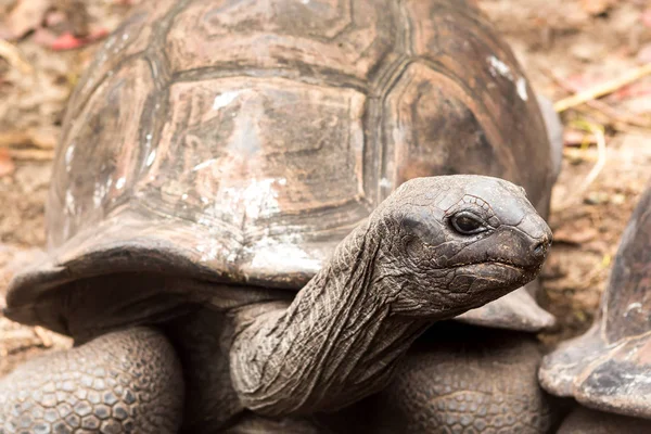 Tortugas Gigantes Isla Seychelles — Foto de Stock