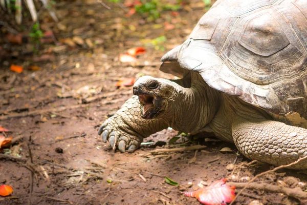 Tortugas Gigantes Isla Seychelles — Foto de Stock