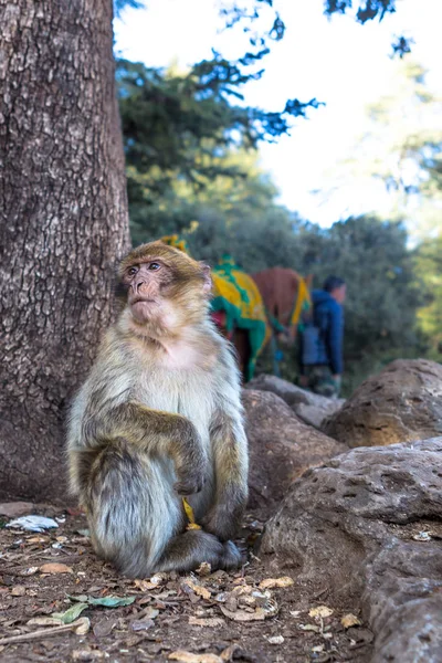 Azrou 모로코에 숲에서 원숭이 — 스톡 사진