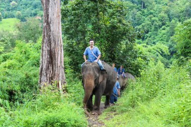 Kuzey Tayland ormanlarında fil