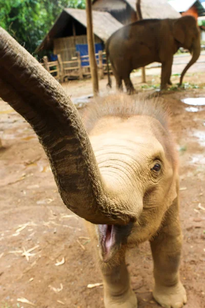 Elefante en la selva en el norte de Tailandia — Foto de Stock