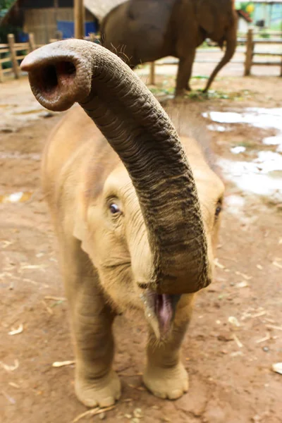 Słoń w dżungli w północnej Tajlandii — Zdjęcie stockowe