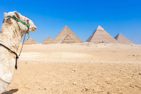 Le piramidi di Giza in Egitto — Foto Stock