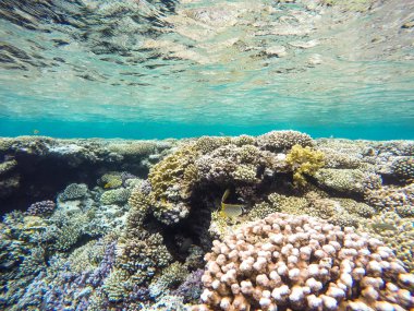 Mısır Dahab dalış sırasında denizanası gözlenmesi.