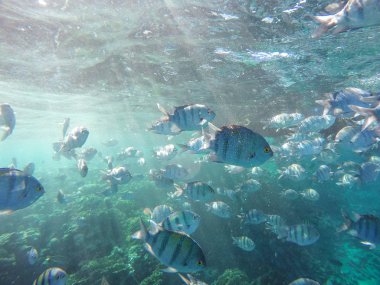 Sharm el Sheikh, Mısır 'da şnorkelle yüzerken bir sürü balık ve mercan..