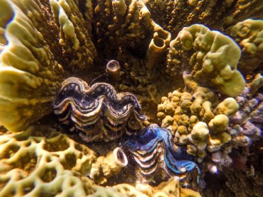 Sharm el Sheikh, Mısır 'da şnorkelle yüzerken bir sürü balık ve mercan..