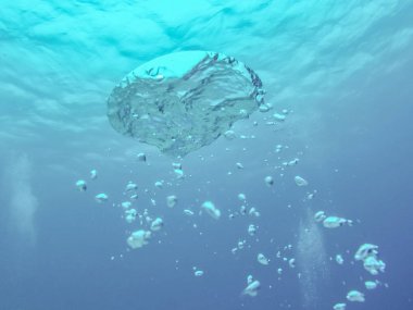 Sharm el Sheikh, Mısır 'da şnorkelle yüzerken bir sürü balık ve mercan..