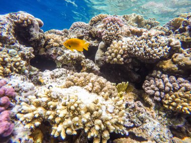 Sharm el Sheikh, Mısır 'da şnorkelle yüzerken bir sürü balık ve mercan..