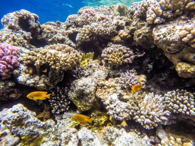 Sharm el Sheikh, Mısır 'da şnorkelle yüzerken bir sürü balık ve mercan..