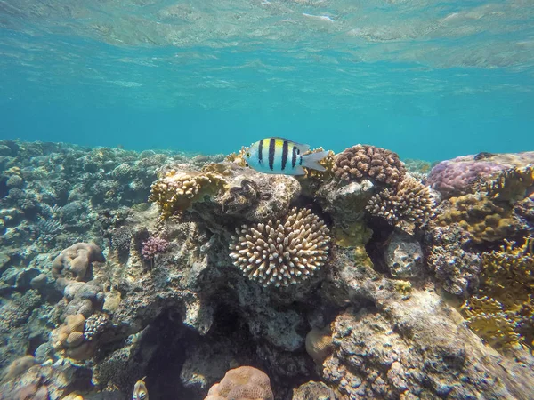 Много Рыбы Кораллов Время Плавания Маской Шарм Эль Шейхе Египет — стоковое фото