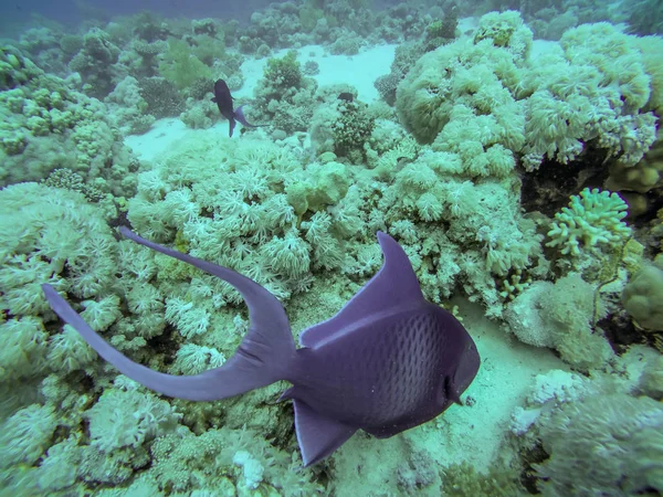 Massor Fisk Och Koraller Snorkling Sharm Sheikh Egypten — Stockfoto