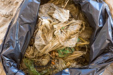 Plaj temizleme. Temizlik kirli plajları eylem bir adam tarafından. Sus