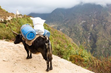 Everest Ana Kampı 'na gidiyorum. Nepal.