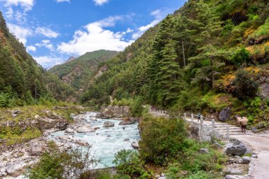 Himalaya Dağı 'ndaki Everest Ana Kamp Yolu' nda asma köprü.