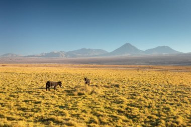 Atacama Çölü, Şili, And Dağları, Güney Amerika. Güzel manzara ve manzara.