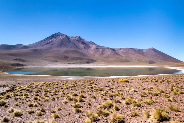 Lagunas Altiplanicas Miscanti Miniques Wspaniały Widok Pustynię Atacama Chile Ameryka — Zdjęcie stockowe