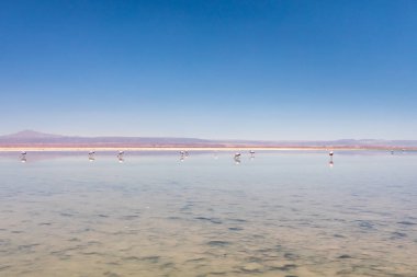 Laguna Chaxa, Atacama Çölü, Şili. Güney Amerika.