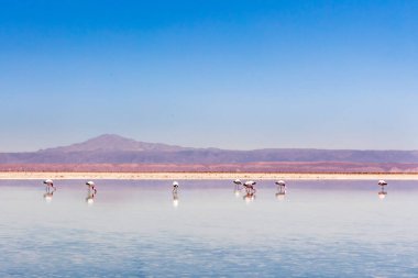 Laguna Chaxa, Atacama Çölü, Şili. Güney Amerika.