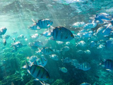 Sharm el Sheikh, Mısır 'da şnorkelle yüzerken bir sürü balık ve mercan..