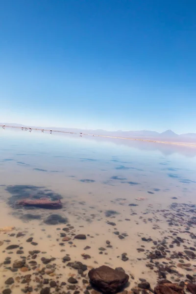 Laguna Chaxa Deserto Atacama Chile América Sul — Fotografia de Stock