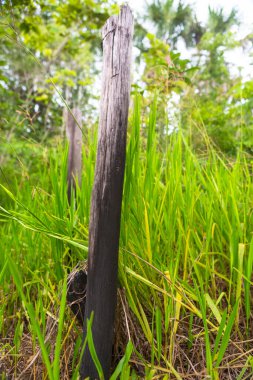 Chapada das Mesas in Maranhao Brazil.
